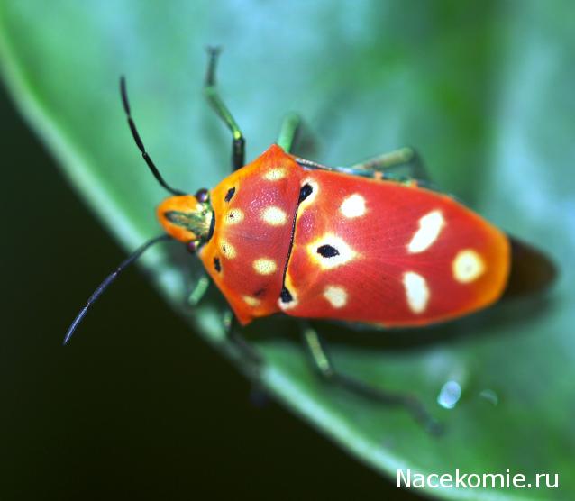 Насекомые №67 - Щитник-черепашка (Cantao ocellatus)