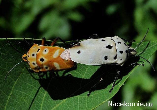 Насекомые №67 - Щитник-черепашка (Cantao ocellatus)