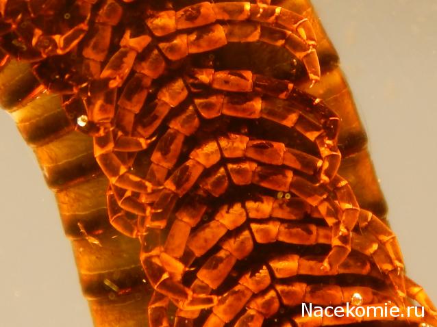 Насекомые №33 - Кивсяк (Julus sp.)