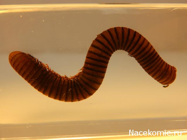 Насекомые №33 - Кивсяк (Julus sp.)