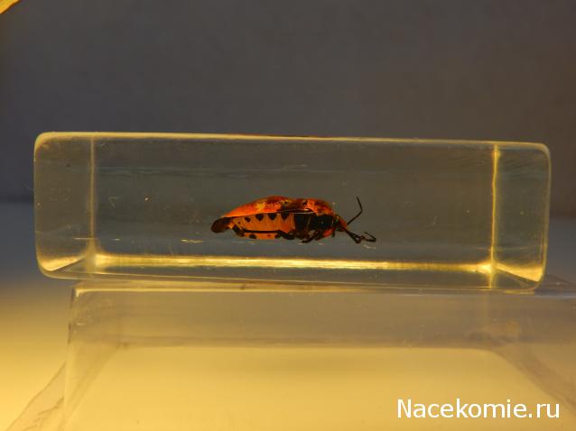 Насекомые №67 - Щитник-черепашка (Cantao ocellatus)