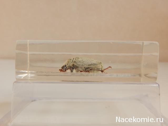 Насекомые №26 - Белый бриллиантовый жук (Cyphochilus sp.)