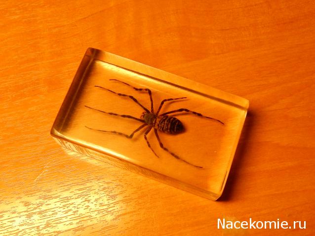 Насекомые №25 - Аргиопа Брюнниха (Argiope bruennichi)