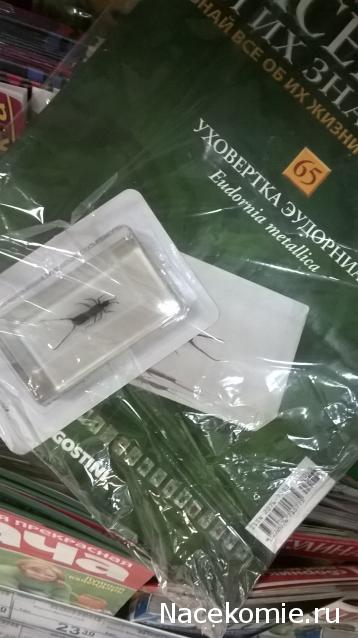 Насекомые №65 - Уховертка Эудорниа (Eudornia metallika)