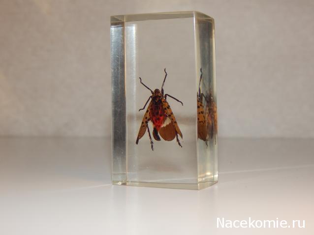 Насекомые №23 - Цикада - фонарница (Lycorma delicatula)