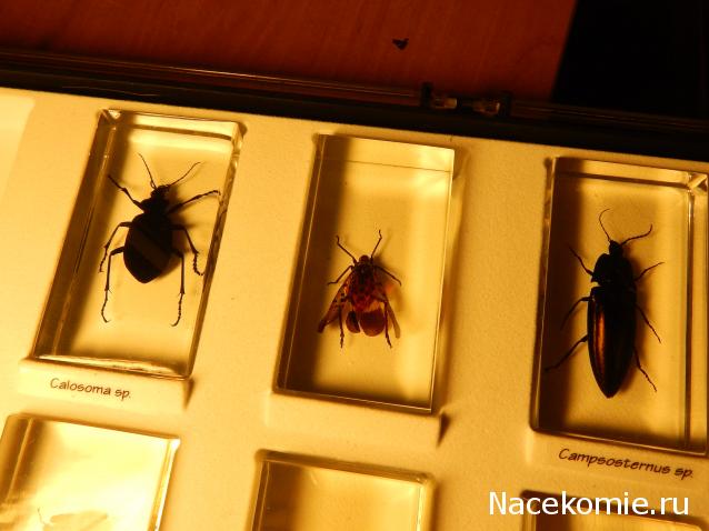 Насекомые №23 - Цикада - фонарница (Lycorma delicatula)