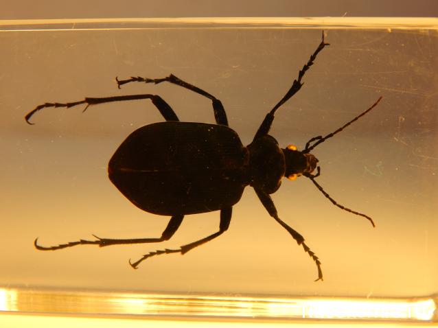 Насекомые №22 - Красотел (Calosoma sp)