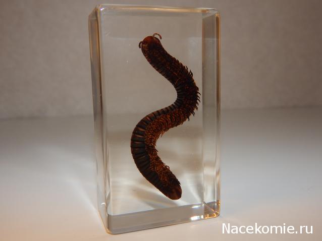 Насекомые №33 - Кивсяк (Julus sp.)