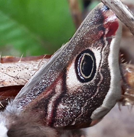 Фото насекомых (не из журнала)