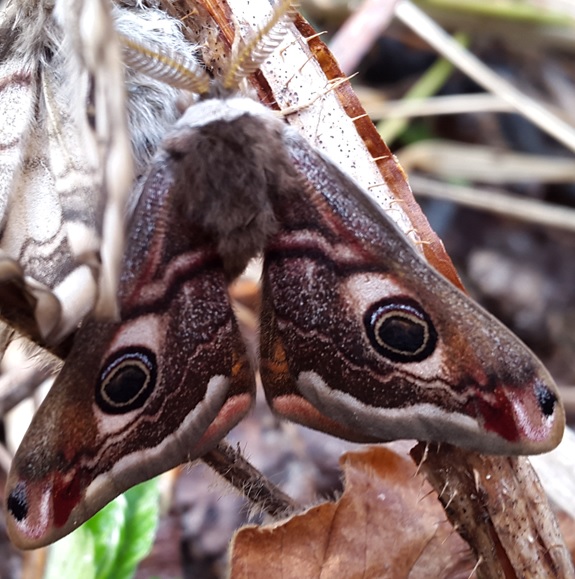 Фото насекомых (не из журнала)
