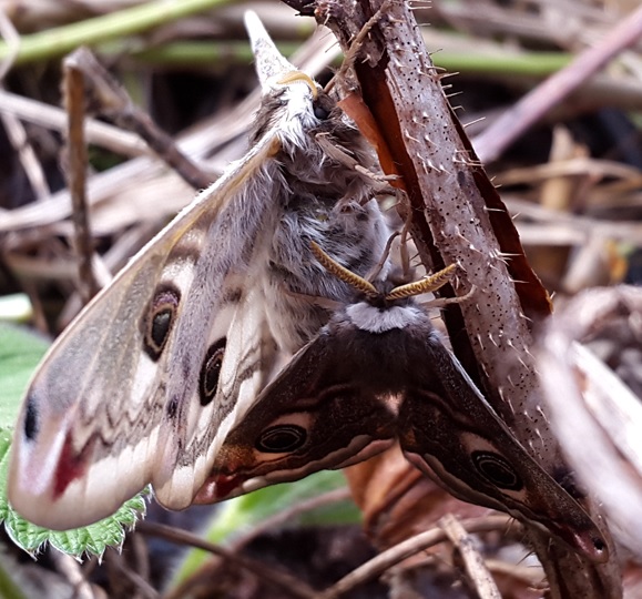 Фото насекомых (не из журнала)