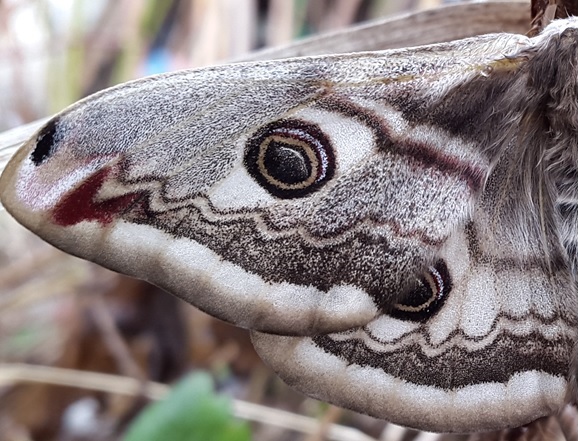 Фото насекомых (не из журнала)