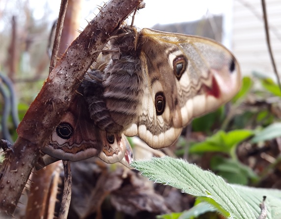 Фото насекомых (не из журнала)