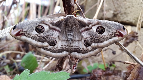 Фото насекомых (не из журнала)