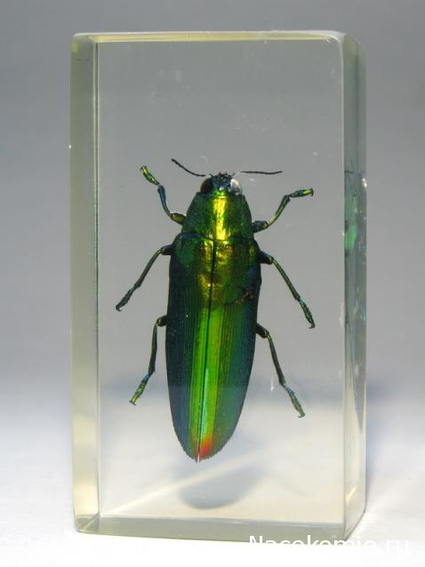 Насекомые №73 - Златка (Chrysochroa fulminans)