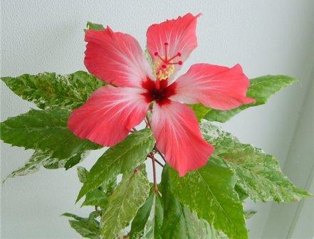 Rosinka07 - Домики бабушек