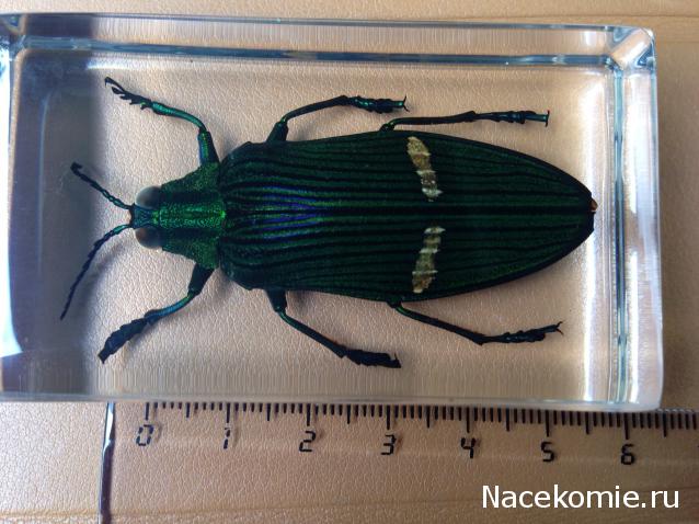 Насекомые №71 - Жук-златка Катоксанта Опулента (Catoxanta opulenta)