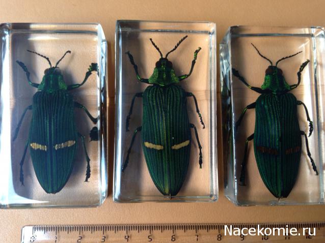 Насекомые №71 - Жук-златка Катоксанта Опулента (Catoxanta opulenta)