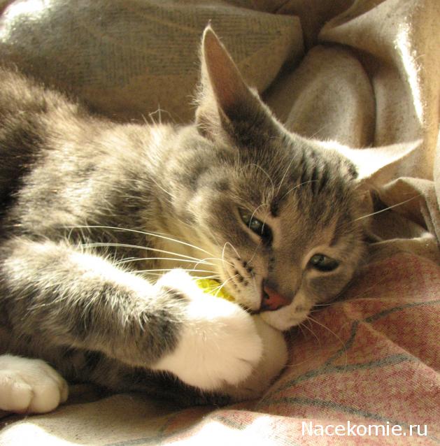 Куклы в Народных Костюмах – Игра "Сабантуй"