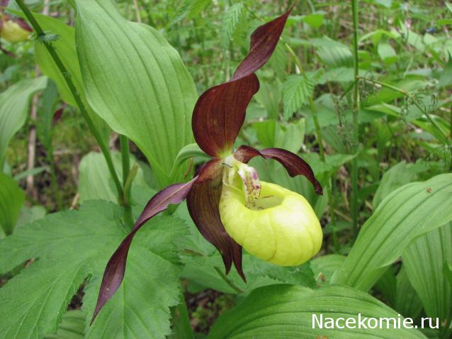 Куклы в Народных Костюмах – Игра "Сабантуй"