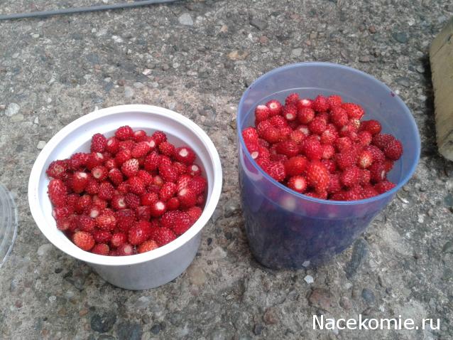 Annushka84 - Домик для медведей и кое-что еще