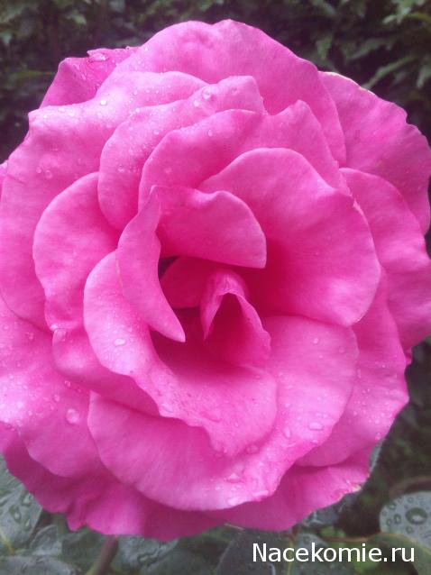 Наши Дни Рождения