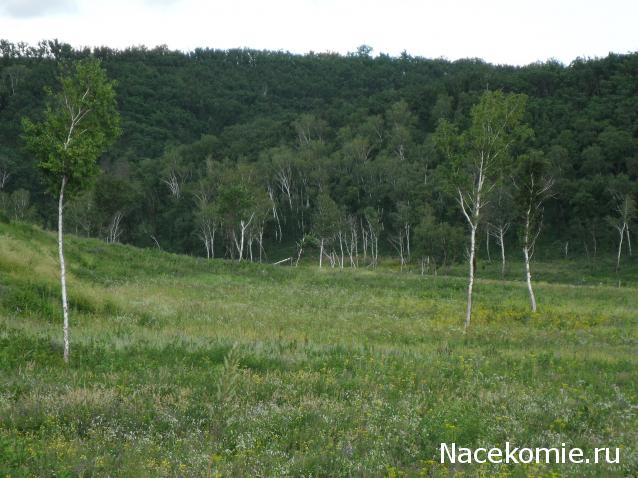 Куклы в народных костюмах №76 Кукла в летнем костюме амурской казачки