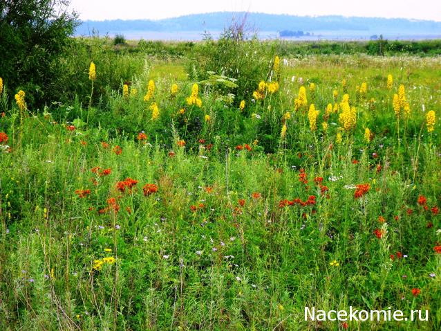 Куклы в народных костюмах №76 Кукла в летнем костюме амурской казачки