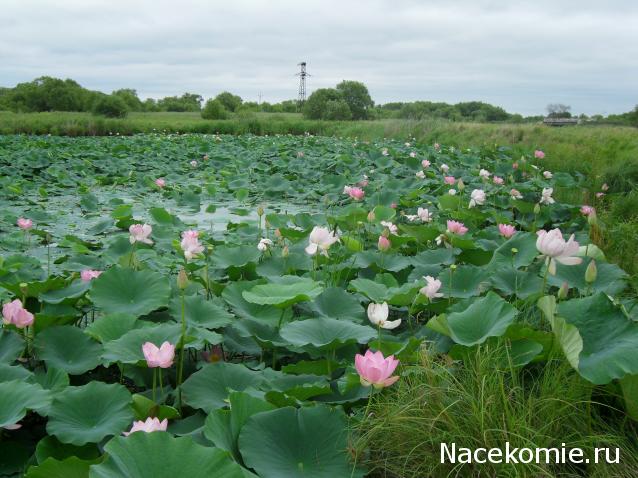 Куклы в народных костюмах №76 Кукла в летнем костюме амурской казачки