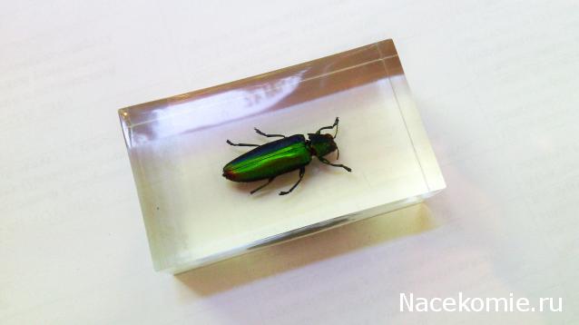 Насекомые №73 - Златка (Chrysochroa fulminans)