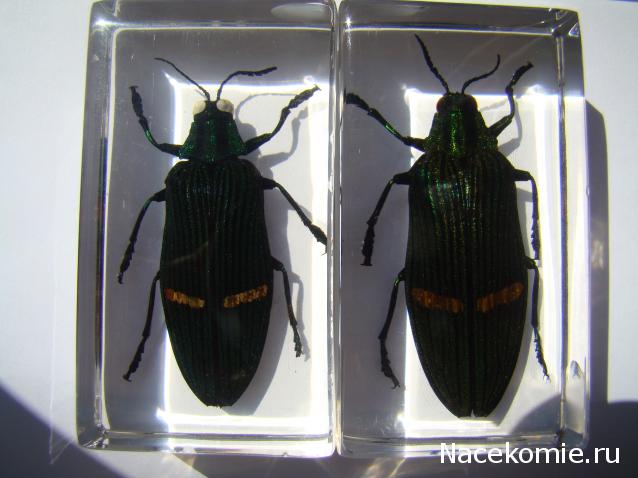 Насекомые №71 - Жук-златка Катоксанта Опулента (Catoxanta opulenta)