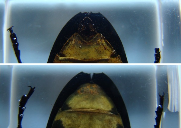 Насекомые №71 - Жук-златка Катоксанта Опулента (Catoxanta opulenta)