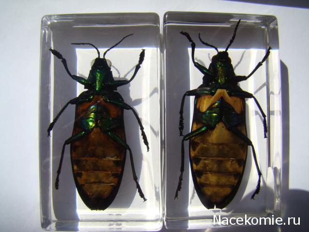 Насекомые №71 - Жук-златка Катоксанта Опулента (Catoxanta opulenta)