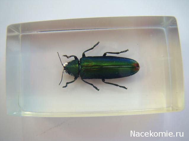 Насекомые №73 - Златка (Chrysochroa fulminans)