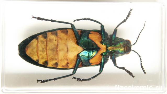 Насекомые №71 - Жук-златка Катоксанта Опулента (Catoxanta opulenta)