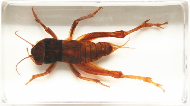 Насекомые №70 - Сверчок Тарбинскиелус (Личинка) (Tarbinskiellus sp.)