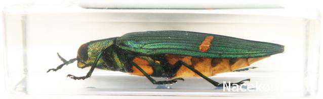 Насекомые №71 - Жук-златка Катоксанта Опулента (Catoxanta opulenta)