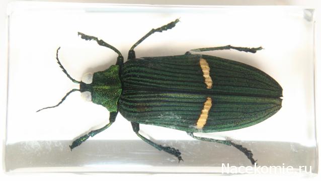 Насекомые №71 - Жук-златка Катоксанта Опулента (Catoxanta opulenta)