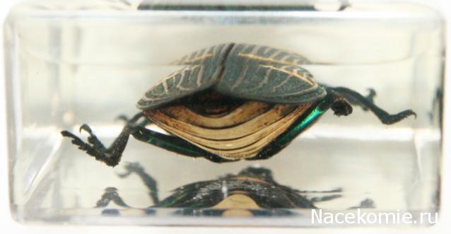 Насекомые №71 - Жук-златка Катоксанта Опулента (Catoxanta opulenta)