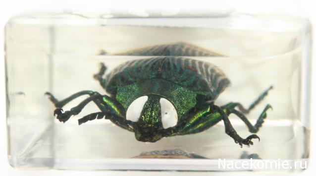 Насекомые №71 - Жук-златка Катоксанта Опулента (Catoxanta opulenta)