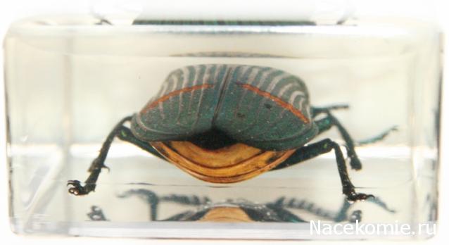 Насекомые №71 - Жук-златка Катоксанта Опулента (Catoxanta opulenta)