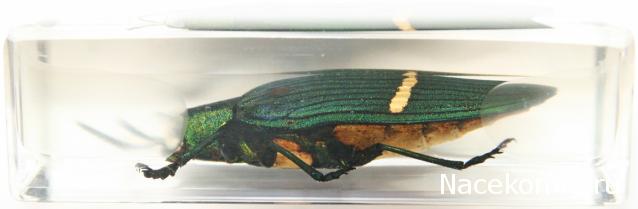 Насекомые №71 - Жук-златка Катоксанта Опулента (Catoxanta opulenta)