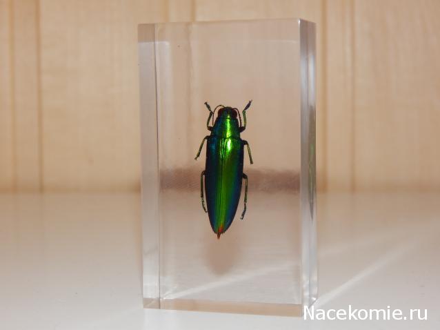 Насекомые №73 - Златка (Chrysochroa fulminans)