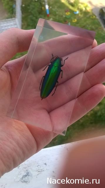 Насекомые №73 - Златка (Chrysochroa fulminans)