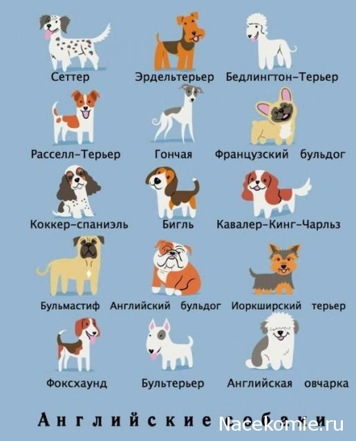 The Dog Collection 2015 - График Выхода и обсуждение