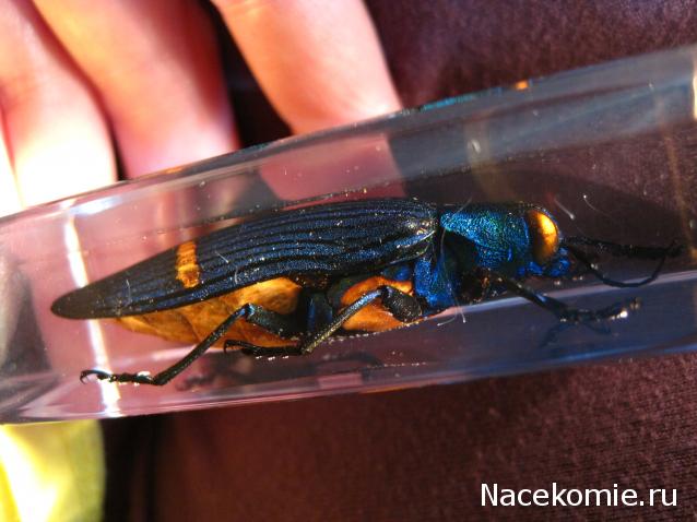 Насекомые №71 - Жук-златка Катоксанта Опулента (Catoxanta opulenta)