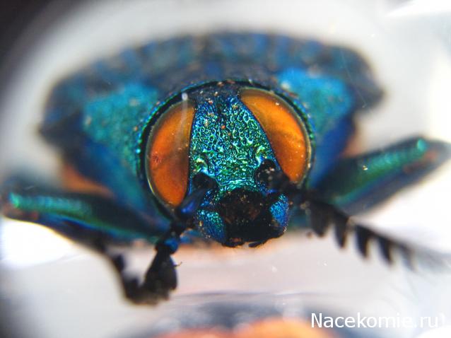 Насекомые №71 - Жук-златка Катоксанта Опулента (Catoxanta opulenta)