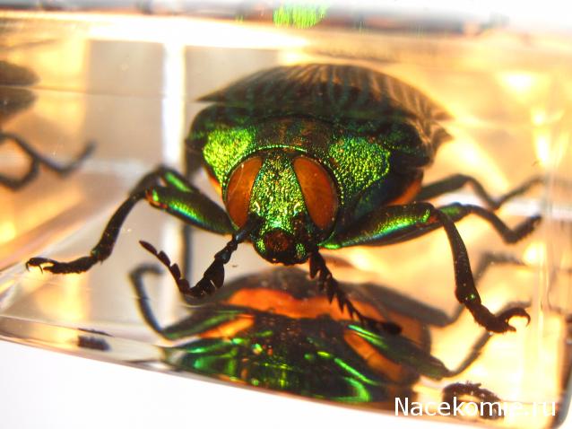 Насекомые №71 - Жук-златка Катоксанта Опулента (Catoxanta opulenta)