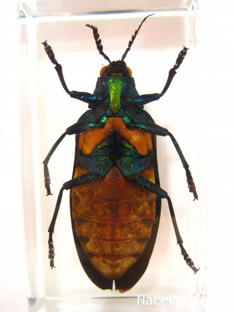 Насекомые №71 - Жук-златка Катоксанта Опулента (Catoxanta opulenta)