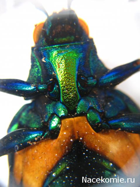 Насекомые №71 - Жук-златка Катоксанта Опулента (Catoxanta opulenta)